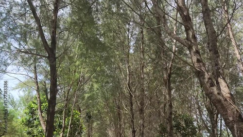 A captivating perspective looking up into the dense canopy of tall, slender trees, creating a natural tunnel of green foliage. The sunlight filtered through the branches, highlighting.