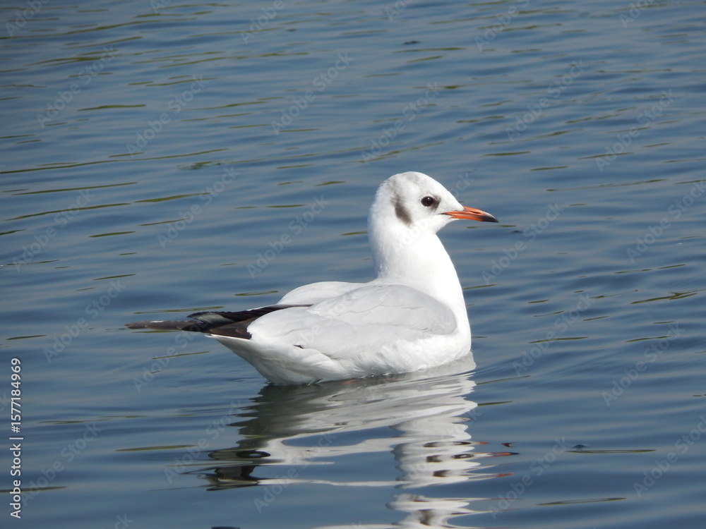 Seagull swimming on calm sea with reflection in nature scene Seagull swimming on calm sea with reflection in nature scene