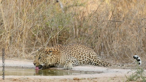closeup shot of fully grown wild adult male leopard or panthera pardus or panther drinking water from waterhole in scorching heat during hot summer season safari in dry deciduous forest india