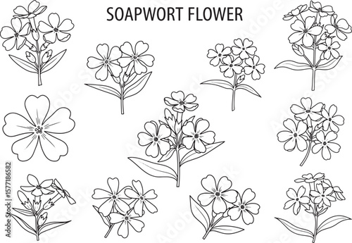 Detailed outline illustrations of various soapwort flowers, perfect for botanical drawings, coloring pages, or elegant minimalist floral design projects