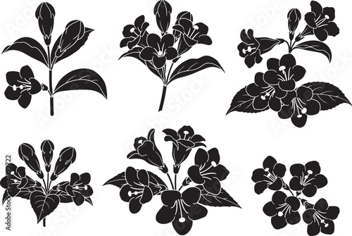 Beautiful Weigela flower silhouettes isolated on white, perfect for design projects, showcasing delicate floral patterns, garden themes, and nature-inspired artwork with elegant botanical elements