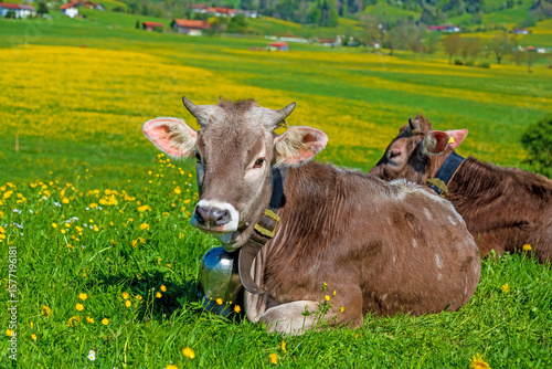 Kälbchen - niedlich - Frühling - Allgäu - Löwenzahn 