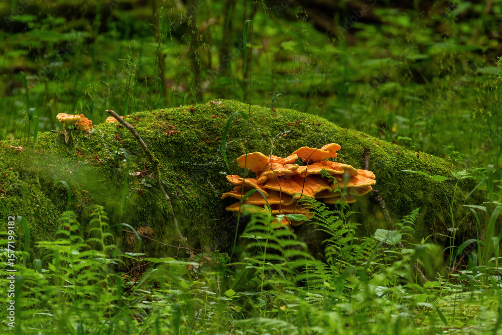 Fototapeta premium Orange mushrooms growing on mossy log in Bialowieza Forest, Poland.