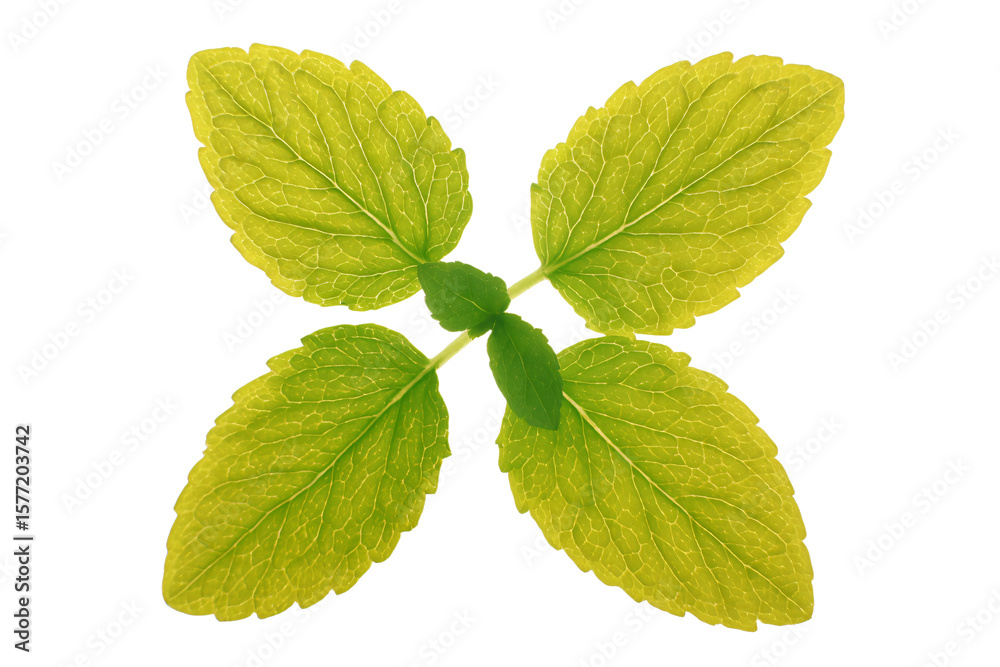 Fototapeta premium a green leaf with a white background