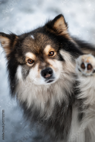 Portrait of Finnish Lapphund dog