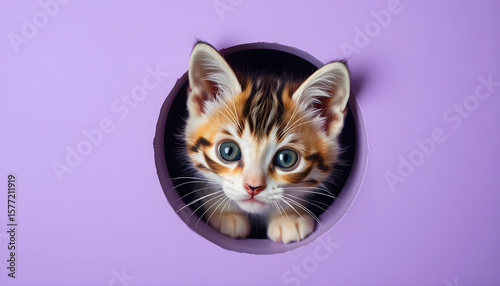 Playful kitten peeking from round hole indoor setting cute animal portrait bright colors top view