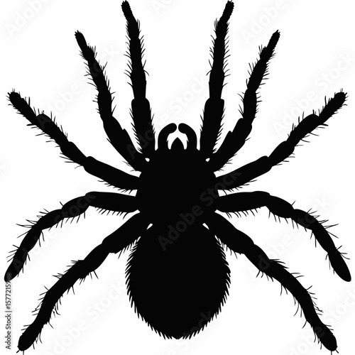 Black Spider Silhouette Illustration Isolated on White Background