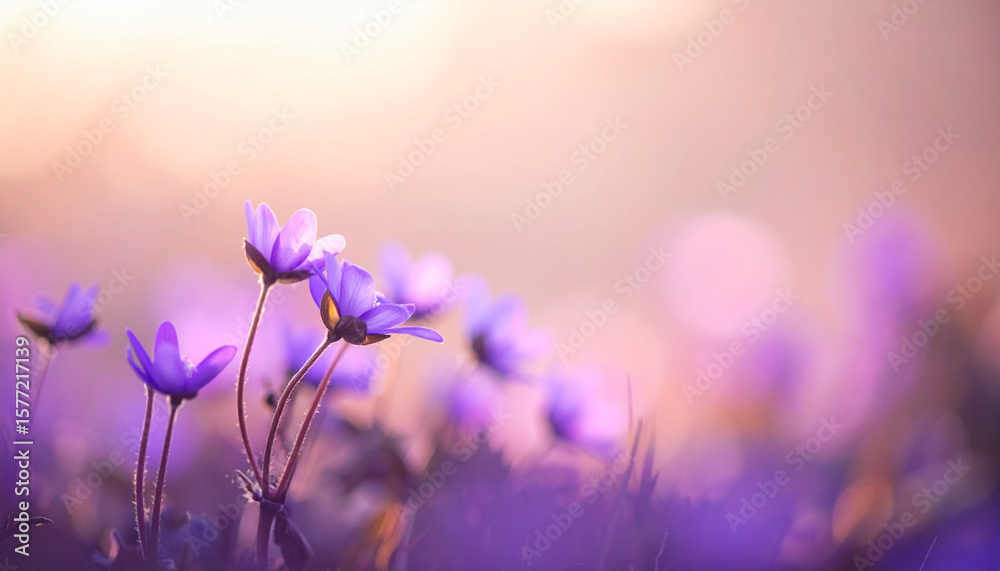 Fototapeta premium the photograph depicts a cluster of delicate purple flowers in their natural setting. the flowers have slender stems and open petals that are beautifully illuminated