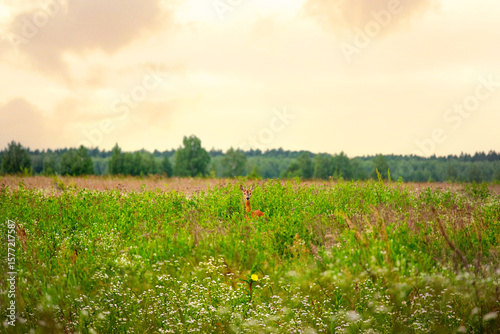 Fototapeta Naklejka Na Ścianę i Meble -  Wild roe deer standing in tall summer grass and wildflowers. Natural wildlife scene in a meadow under a golden evening sky. Peaceful rural nature landscape.
