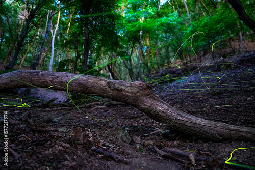 Magical Fireflies Dancing in the Summer Forest at Dusk.
Atmospheric photograph capturing glowing fireflies lighting up a serene forest during a warm summer night. 