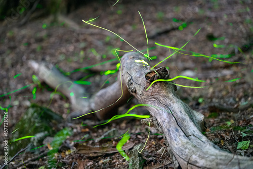 Magical Fireflies Dancing in the Summer Forest at Dusk.
Atmospheric photograph capturing glowing fireflies lighting up a serene forest during a warm summer night. 