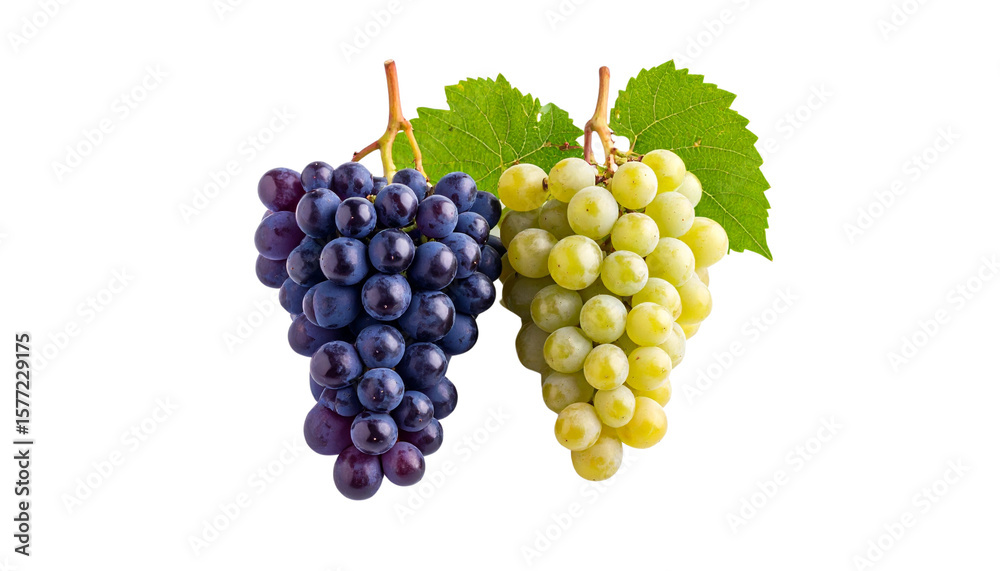 Fototapeta premium Ripe and Unripe Grape Bunches Side by Side on Transparent Background