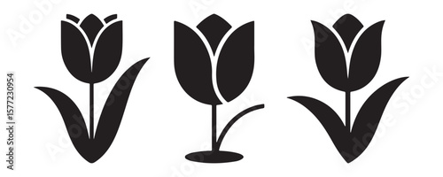 Three black tulips flower floral
