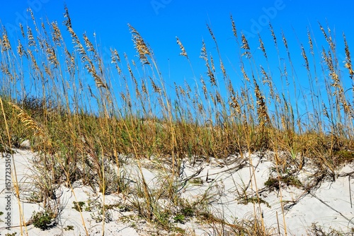 sea oats at the beach