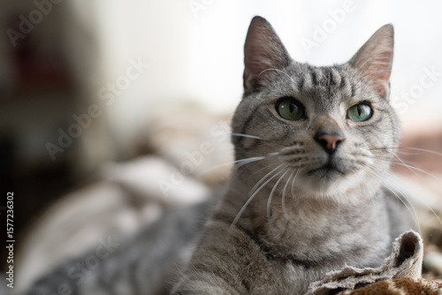 Wallpaper Mural 見つめる可愛い猫　サバトラ猫 Torontodigital.ca