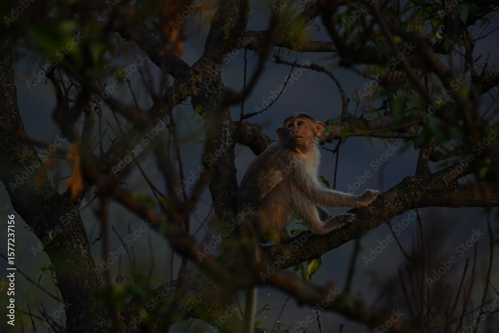 Fototapeta premium A wild monkey peacefully perched on a tree branch, surrounded by dense foliage and natural forest scenery.