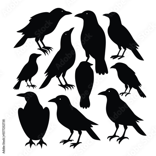 Collection of Crow Silhouettes Black Bird Vector Illustrations