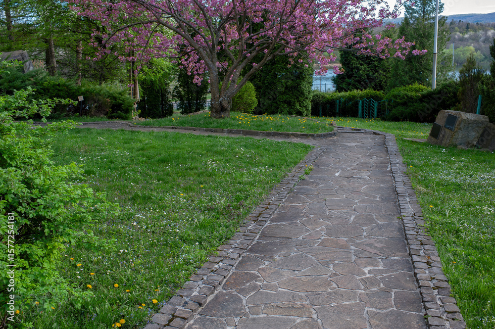 Obraz premium Sakura blossom Beautiful weeping sakura in spring in a big city park.