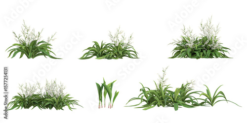 Foto 3d illustration of Convallaria,Arthropodium plants on transparent background