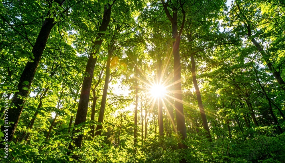 Obraz premium Sunlight streams through lush forest canopy (1)