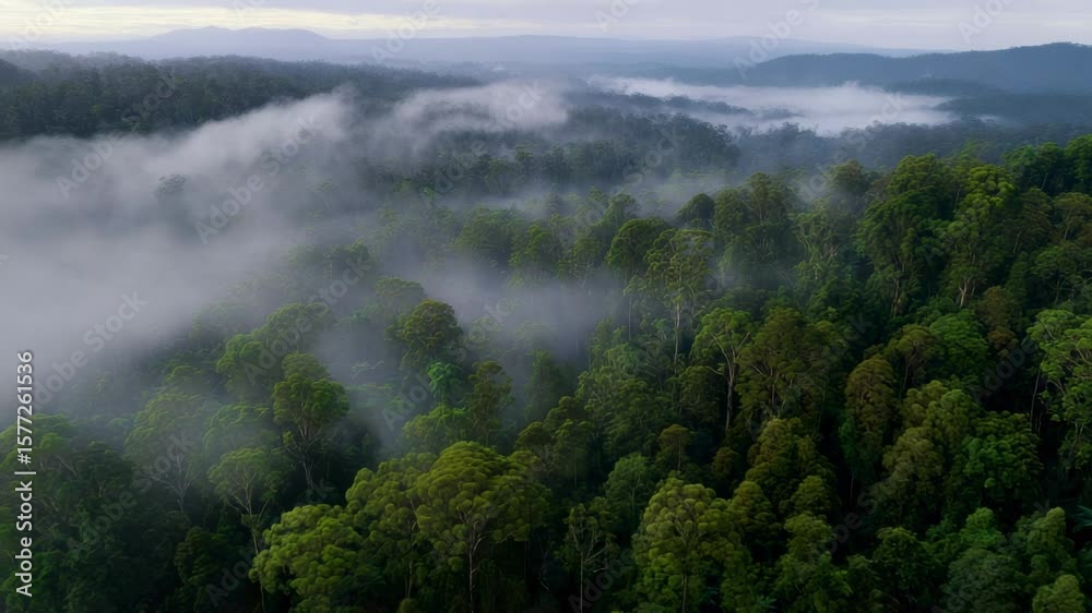 Exploring the vibrant rainforest in early morning with mist hovering above the trees and a picturesque mountainous backdrop Exploring the vibrant rainforest in early morning with mist hovering above the trees and a picturesque mountainous backdrop