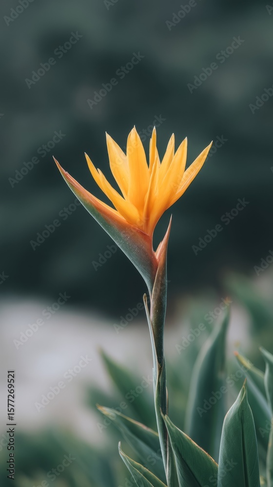 Obraz premium Radiant bird of paradise flower flares vividly, reminiscent of vibrant Hawaiian Aloha festivals and tropical botanic wonders