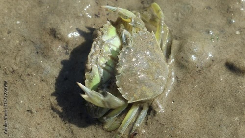 Strandkrabben (Carcinus maenas) bei der Paarung im Watt