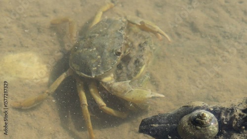 Strandkrabben (Carcinus maenas) bei der Paarung im Watt
