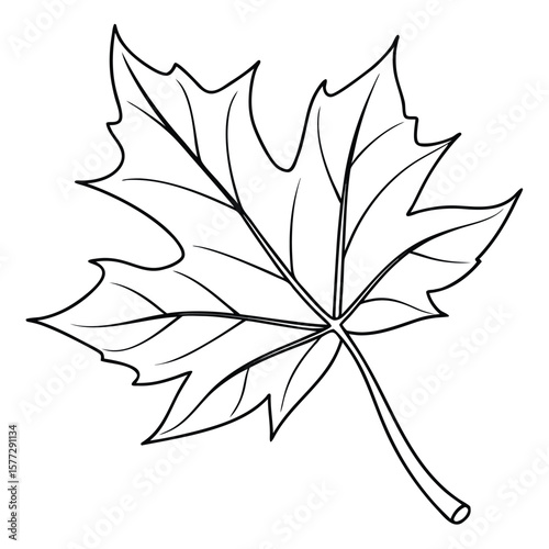 A detailed outline of a veined maple leaf on white symbolizes autumn beauty