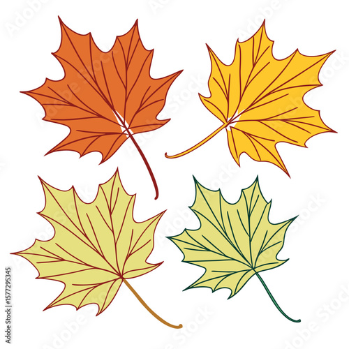 Orange and yellow maple leaves are isolated, showcased with delicate outlines and a transparent background