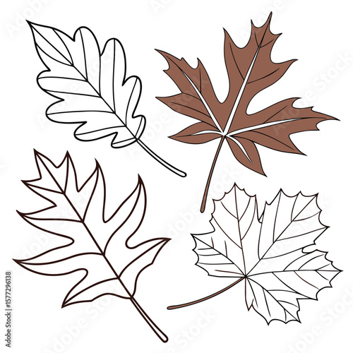 Two maple leaves display brown color while two leaves have black outlines on white