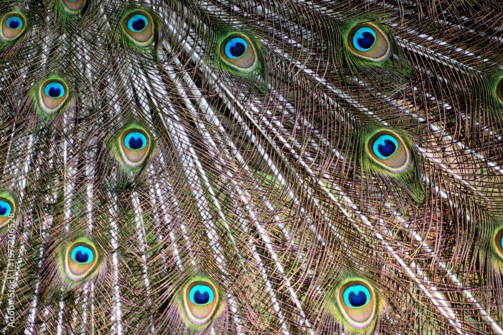 Obraz premium close up of peacock feather