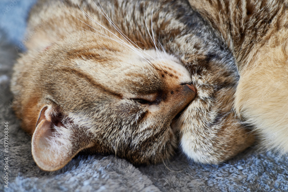 Fototapeta premium A tabby cat is curled up sleeping contentedly on a plush gray blanket. The cat's fur is soft and warm, highlighting its serene expression in the quiet morning light
