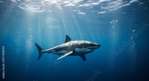 shark in the sea