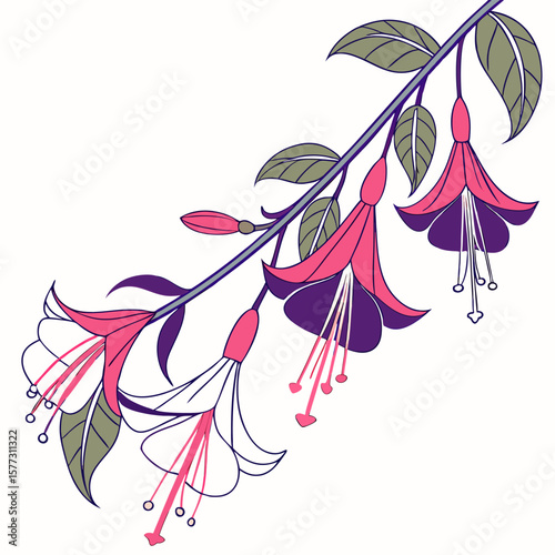 peruvian cantuta on white background