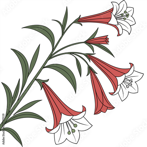 peruvian cantuta on white background