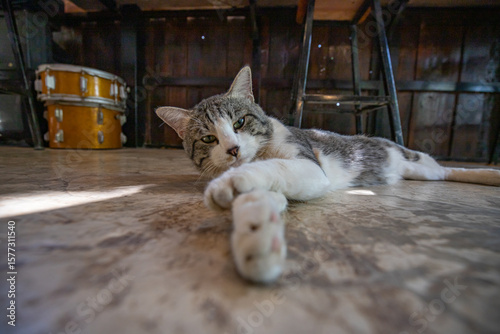 A corner for cats to stretch out and relax