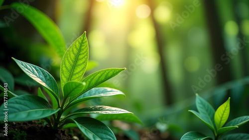 typographic design featuring modern april font crisp organic jungle leaves warm sunlight filtering lush foliage soft