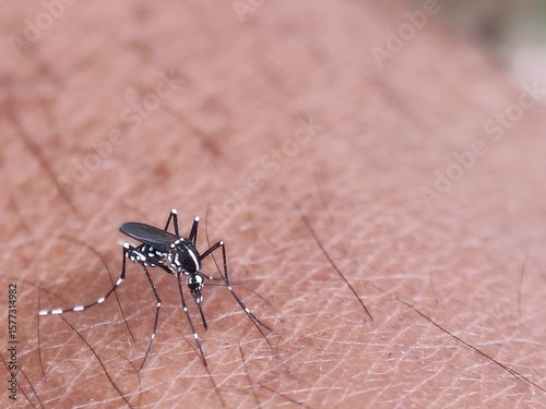 mosquito sucking blood extreme closeup