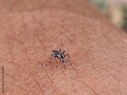 mosquito sucking blood