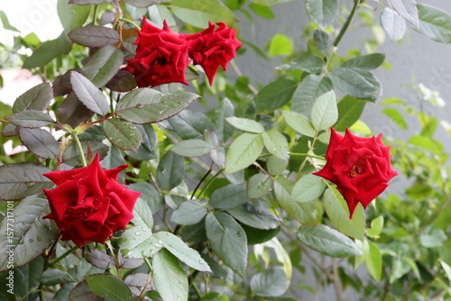 Soft mist over red rose flowers with dew glistening 
