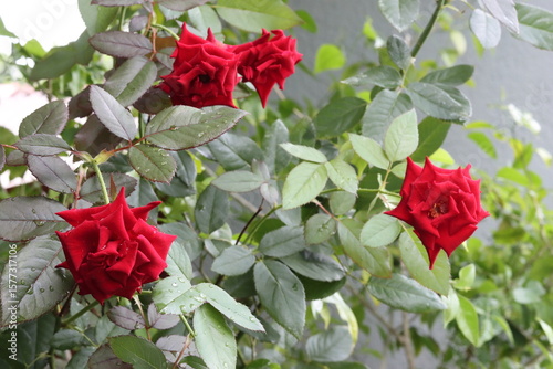 Soft mist over red rose flowers with dew glistening 
