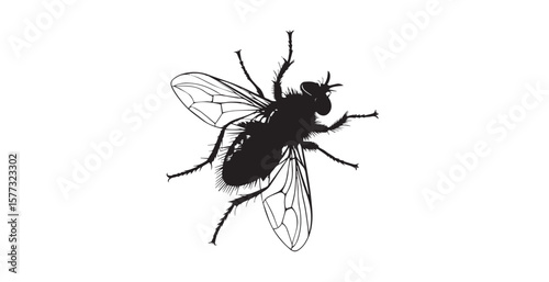 Detailed black and white illustration of a fly with intricate wings and hairy legs silhouette