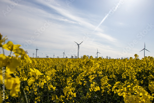 Yellow rapeseed field with wind turbines and blue sky