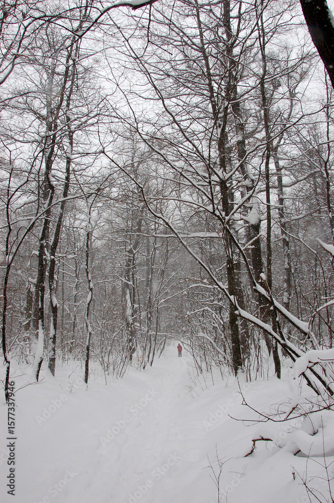 Naklejka premium Snow-covered forest trail in winter with a single person walking in the distance. Bare trees and deep snow create a peaceful, cold atmosphere