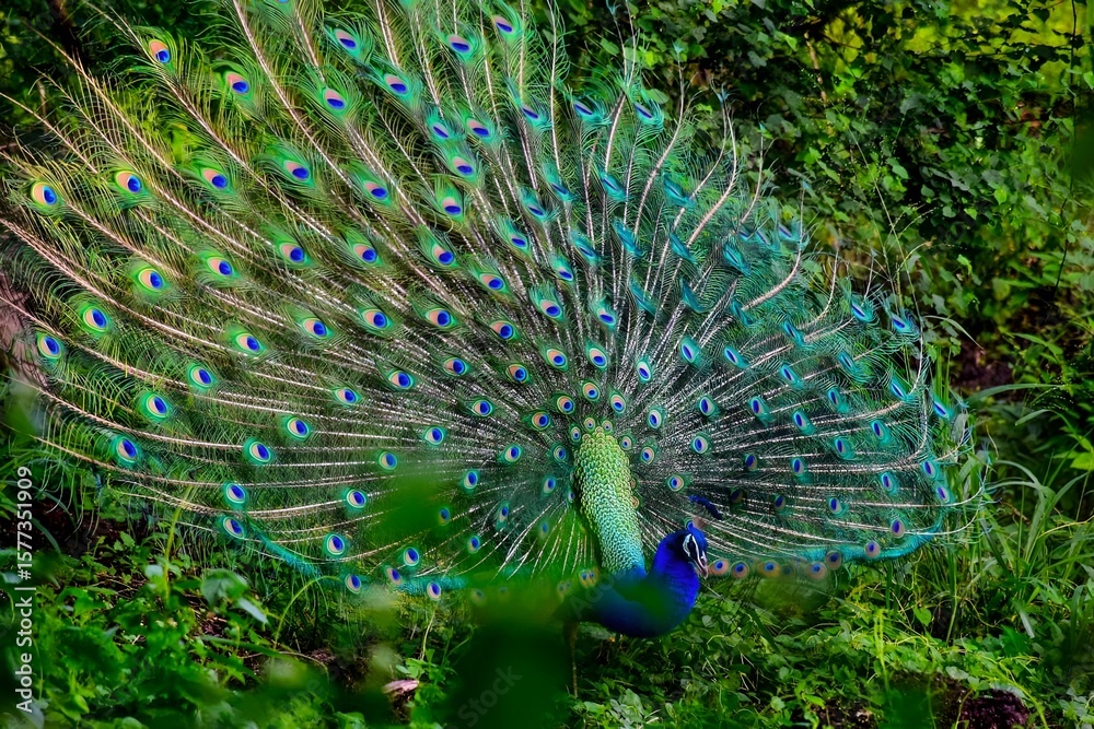 Obraz premium Magnificent peacock displaying its vibrant iridescent blue and green train feathers