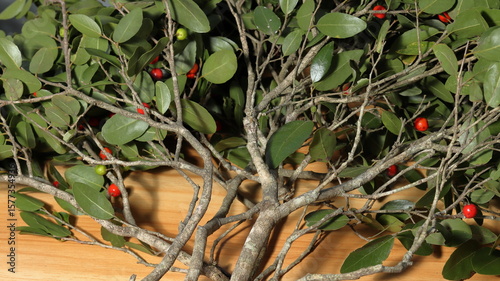 Ripe wild red fruits growing on lush green foliage in a macro photograph showcasing vibrant colors and natural beauty.