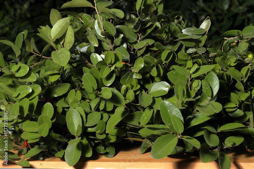 Ripe wild red fruits growing on lush green foliage in a macro photograph showcasing vibrant colors and natural beauty.