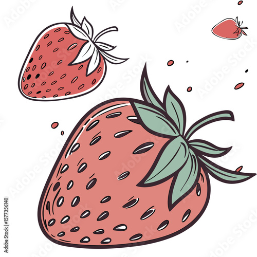 strawberry vector illustration