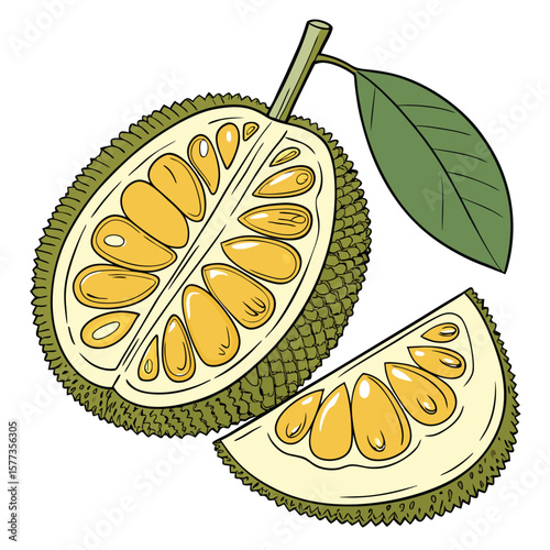 vector illustration of jackfruit